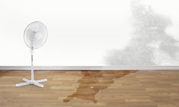 Best Professional water damage repair  in Monroeville, IN